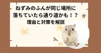 ねずみのふんが同じ場所に落ちていたら通り道かも！？理由と対策を解説