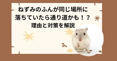ねずみのふんが同じ場所に落ちていたら通り道かも！？理由と対策を解説